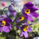 Pulsatilla v. 'Puls. Violet Shades' GM P9