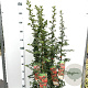 Pyracantha 'Orange Glow' 80-100 cm 2,5L