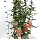 Pyracantha 'Orange Glow' 80-100 cm 2,5L