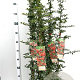 Pyracantha 'Orange Glow' 80-100 cm 2,5L