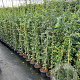 Pyracantha 'Orange Glow' 80-100 cm 2,5L