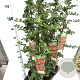 Pyracantha 'Orange Glow' 80-100 cm 2,5L