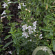 Satureja montana 'Aromakugel' GM P9