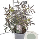 Sambucus nigra Black Lace 30-40 cm 3,0L