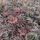 Sambucus nigra Black Lace 30-40 cm 3,0L
