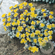 Sedum spathulifolium 'Cape Blanco' GM P9
