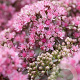 Sedum Sunsparkler Firecracker GM P9