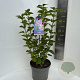 Syringa v. 'General Pershing' 50-60 cm 5,0L