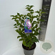 Syringa v. 'General Pershing' 50-60 cm 5,0L