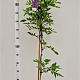 Wisteria sinensis 'Prolific' 175-200 cm 5,0L