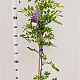 Wisteria sinensis 'Prolific' 175-200 cm 5,0L