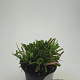 Carex morrowii 'Ice Dance' GM C1.3