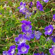 Geranium 'Gerwat' GM C1.3