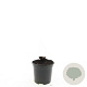 Geranium Rozanne GM C1.3