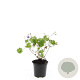 Geranium Rozanne GM C1.3