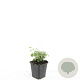 Nepeta'Grol' GM P9
