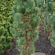Pinus sylv. 'Fastigiata' 125-150 cm met kluit