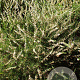 Calluna v. 'Alba Plena' GM P9.5 2 jaar