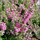 Calluna v. 'Darkness' GM P9.5 2 jaar