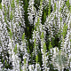 Calluna v. 'Elegant Pearl' GM P9.5 2 jaar