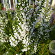Calluna v. 'Hammondii' GM P9.5 2 jaar