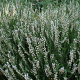 Calluna v. 'Long White' GM P9.5 2 jaar
