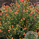 Calluna v. 'Spring Torch' GM P9.5 2 jaar