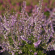 Calluna v. 'Underwoodii' GM P9.5 2 jaar
