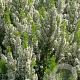 Erica arborea 'Alpina' GM P9.5 2 jaar