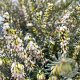 Erica darl. 'Katia' GM P9.5 2 jaar