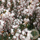 Erica darl. 'Silberschmelze' GM P9.5 2 jaar
