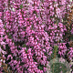 Erica erigena 'Irish Dusk' GM P9.5 2 jaar