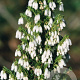 Erica lusitanica GM P9.5 2 jaar