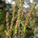 Erica scoparia GM P9.5 2 jaar