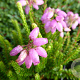 Erica stuartii 'Irish Lemon' GM P9.5 2 jaar
