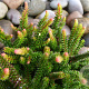 Erica stuartii 'Irish Orange' GM P9.5 2 jaar