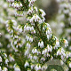 Erica veitchii 'Pink Joy' GM P9.5 2 jaar