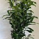 Prunus l. 'Caucasica' 80-100 cm met kluit