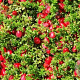 Vaccinium macrocarpon 'Howes' GM C1.5