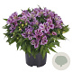 Alstroemeria Colorita Mulan 40-50 cm 6,5L