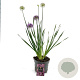 Allium 'Millenium' 50-60 cm 6,5L