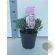 Andromeda polifolia 'Blue Ice' GM P9.5