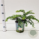 Berberis frikartii 'Amstelveen' 25-30 cm 2,5L