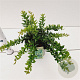 Berberis frikartii 'Telstar' 25-30 cm 2,5L