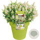 Buddleja davidii Butterfly Candy 'Little White' 30-40 cm 5,0L