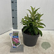 Buddleja d. B. Candy Little Pink 30-35 cm 3,0L