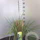 Calamagrostis acutiflora 'Overdam' 100-120 cm 3,0L
