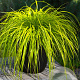 Carex oshim. Evercolor Everillo 20-25 cm 2,0L