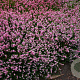 Calluna v. 'Anette' GM P10,5