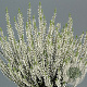 Calluna v. 'ASLI' 15-20 cm C1.2
